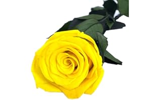 Mundo Eterno Rosa Eterna Preservada 35cm Amarilla