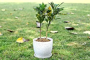 Lyallpur Stores Ceramic Planter Pot Cup Plate Shape, Medium (White Color, 12.5 cm) Plant Not Included