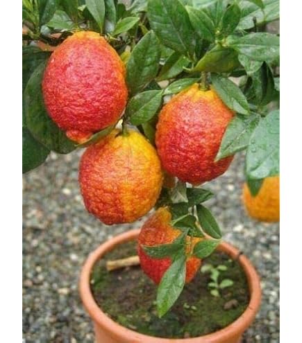 Albero Di Lime Vera Pianta - 2 Anni, Vaso Fitocella, Altezza 140 Cm, Da EGarden.store