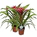 Produktbild Breasy - Satz von 2 Bromelien Guzmania Deseo Pink - Züchter Topf ø12 cm - Höhe von Bromelia 45 cm - Qualität aus Holland - Frisch vom Züchter - Ausgezeichnetes Geschenk