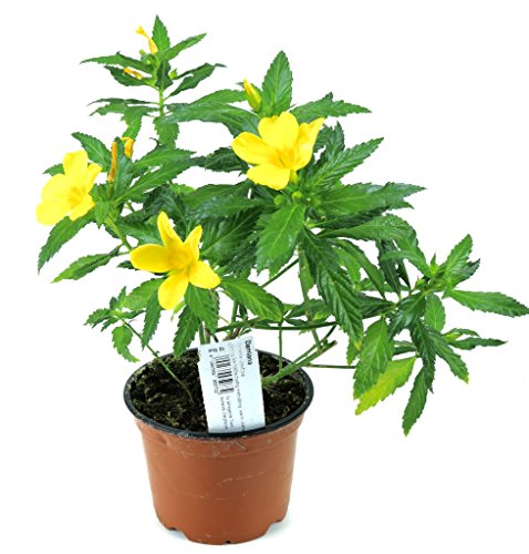 Damiana Pflanze, Heilpflanze aus Nachhaltigem Anbau !