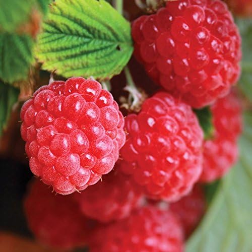 JPD Plants Raspberry Ruby Beauty Plants (2 x 9cm Pots)
