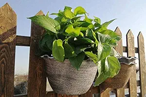 FEELING MALL Wall Hanging Planters Flowers Plant Pot Plastic Mounted Wall Flowerpot Succulent Container Basket Hangers for Indoor Outdoor Gardening with Extra Accessories, Grey, Pack of 2 (Gold)