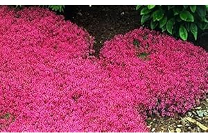 SVI 200 Creeping Thyme Seeds Flower Seeds Rock CRESS Ground Cover Seeds Carpet Evergreen Plant Easy to Grow for Garden Lawn Red