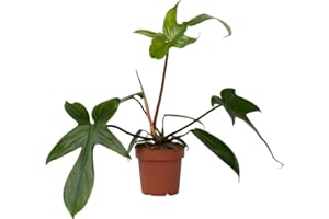 Plant in a Box - Filodendro - Philodendron Florida Green - Pianta d'appartamento che purifica l'aria - Vaso 12cm - Altezza 20-30cm