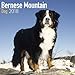 Produktbild Bernese Mountain Dog Calendar 2018 (Square)