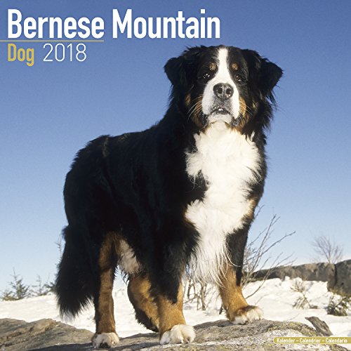 Preisvergleich Produktbild Bernese Mountain Dog Calendar 2018 (Square)