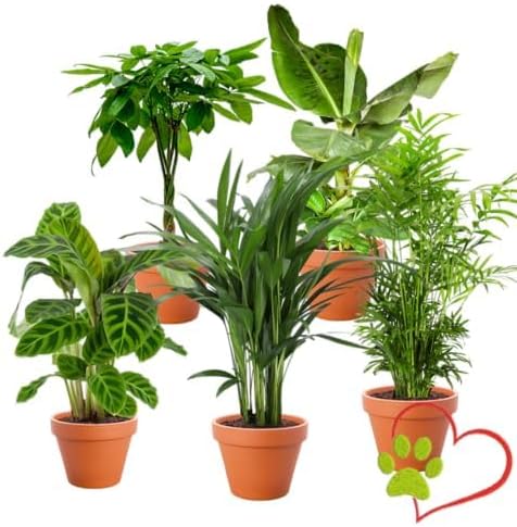 Set de 5 Plantas “Apto para Mascotas”, +/- 30–60 cm, ø 12–15 cm maceta, Palmera de Salón, Planta de Plátano, Palmera Areca, Árbol del Dinero, Calatea, no tóxico y apto para mascotas