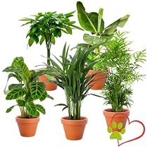 Lot De 4 Plantes 'Pet Friendly' Non Toxiques - Palmier, Bananier, Arbre à Monnaie, Calathea - 30-60 Cm, Pot 12-15 Cm