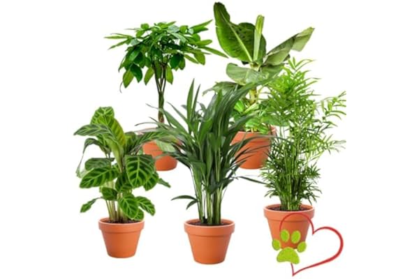 Lot de 5 plantes “Pet Friendly”, +/- 30–60 cm, ø 12–15 cm pot, Palmier d’intérieur, Bananier, Palmier Areca, Arbre à monnaie, Calathea, non toxique & sans danger pour les animaux