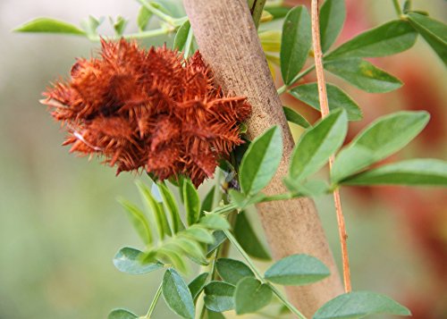 SAFLAX – Kräuter – Süßholz / Lakritze – 30 Samen – Mit Substrat – Glycyrrhiza glabra - 8