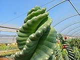  Portal Cool 10 Cereus peruvianus spiralis (Spiraliformis Raras) Semillas Rare Cactus Ariocarpus