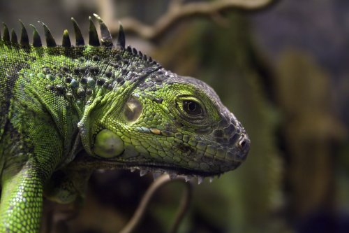 HDMI Kabel St/St 1 Meter Vergoldet Gold Plated 2 Fache Abschirmung Full HD 1080p High Speed Version 1.3b - 3