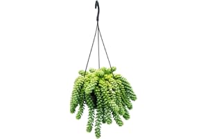 EXOTENHERZ Sedum morganianum 'Burrito' - Monkey Swing - 14 cm Hanging Succulent Pot