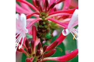 3 x Caprifoglio Serotina - Acquista 3 / Paga 2 | Piante rampicanti (3 Vasi da 1,5 litri - Pianta adulta) | ClematisOnline