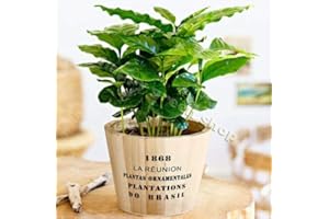 Happy Green Shop Dwarf Coffee Plant 10 Seeds + Freebie + Plant tag - Tropical Indoor - Coffea Arabica Nana, Green