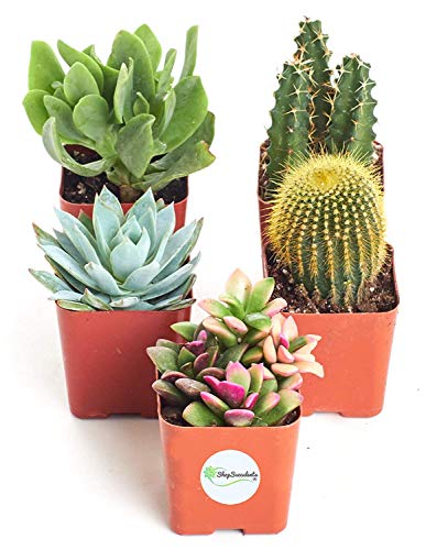 Cactus/Succulent Terrarium/Fairy Garden Plants - 5 Different Plants - 1.75 Pots by Hirts: Cacti & Succulents