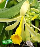 BALDUR-Garten Echte Vanille Pflanze, 1 Topf Vanilla...