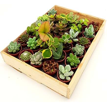 Suchergebnis auf Amazon.de für: mini pflanzen im topf