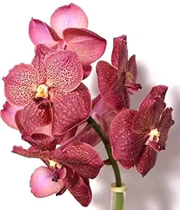 Orchid Family Garden Healthy Hybrid Hanging Basket Vanda Brown Waxy Live Plant