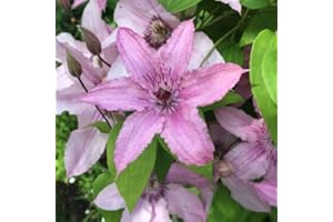 CLEMATISONLINE 2 x Clematis Hagley Hybrid (Waldrebe) – Set di 2 piante rampicanti – rosa, piante rampicanti pluriennali e durature invernali, 2 x 1,5 litri Item Name (aka Title)