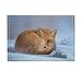 Produktbild GAOFENFFR Niedlicher gelber Fuchs, der im weißen Schnee Sich wärmt Wasserdicht, haltbar, Rutschfest, Keine Chemikalien, Fußmatten, Fußmatten