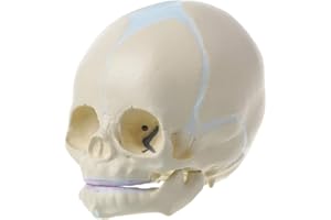 GUMEI 1: 1 Humano fetal bebé Infantil cráneo médico Modelo de Esqueleto anatómico Suministros de enseñanza para Ciencia médica
