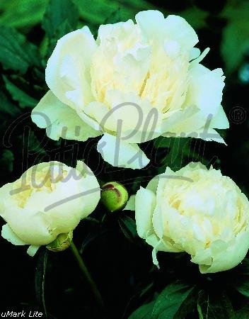 Beetpflanzen (Paeonia hybride 'Duchasse de Nemours') Pfingstrose weiß