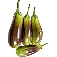 ONLINE PLANT BAZAR Bhangor Hybrid F1 Brinjal Seeds(Pack Of-100 Plus Seeds)