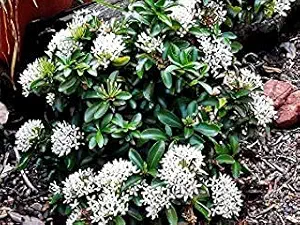 JS STOCKS Rare Grafted White (Chethi) Ixora coccinea Healthy Live Plant