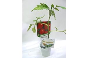 GardenSicily Le Piantine orto adatte a Balconi e Angoli Verdi è inclusa in Omaggio picc.Tinozza interamente in metallo (Pianta Pomodoro Rio)