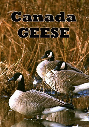 Price comparison product image Canada Geese