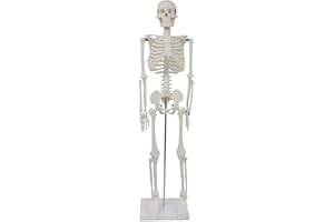 ‎MEDMOD Medium Anatomical Skeleton 85 CM / Scientific Anatomical Model