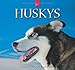 Huskys 2013 - Original Stürtz-Kalender by