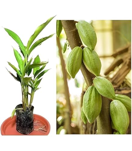 10 Graines Terminalia Chebula (Myrobalanier Noir) - Arbre Médicinal, Ornemental, Jusqu'à 30m