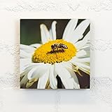 Holzbild 15x15 cm, Motiv: Biene - Tiere, Käfer, Insekt, Kleintier, Biene - Holz, Wandbild, Wohndekoration, Geschenk