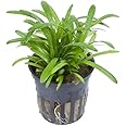 Sagittaria subulata Dwarf sagittaria Aquarium Plant