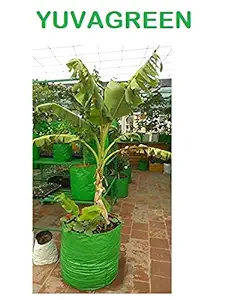 YUVAGREEN Plastic Big Size Terrace Gardening Grow Bag for Fruits, Banana, 24x24inch, 2x2ft Green