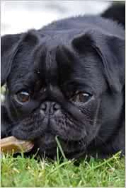 Too Adorable Little Black Pug Puppy Dog Pet Journal 150 Page Lined Notebook Diary Creation Cs Amazon De Bucher