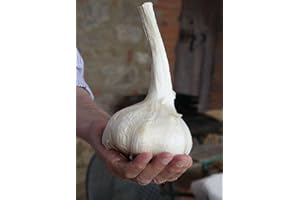 GENERICO 50 SEMI DI AGLIONE VARIETÀ DI AGLIO TIPICA DELLA VAL DI CHIANA