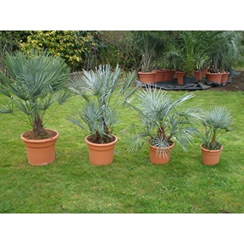 Rarität Frostharte Blaue Zwergpalme Chamaerops humilis Cerifera Größe ca. 40-50 cm. - 3