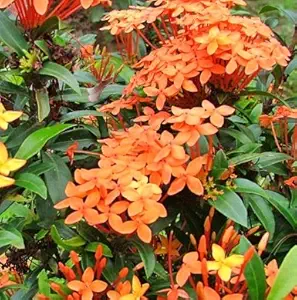 Plantsworld Ixora Dwarf Orange Live Plant