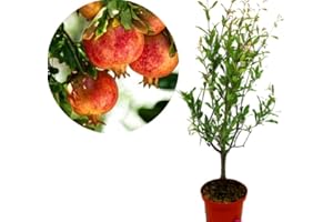 CAMBRIDGE BEE Punica Granatum Pomegranate Tree - Grow Tasty Fruit - in 15cm Pot
