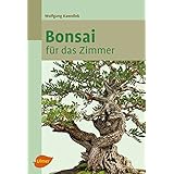 Bonsai für das Zimmer