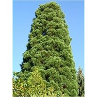 Seedeo Urwelt-Mammutbaum (Metasequoia glyptostroboides) 200 Samen