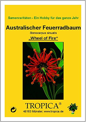 TROPICA – Australischer Feuerradbaum (Stenocarpus sinuatis) – 20 Samen - 4