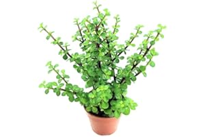 Árbol del Dinero | DECOALIVE | Portulacaria Afra | Planta Suculenta | Planta de la Abundancia y de la Suerte