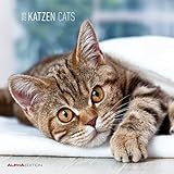 Katzen 2015 - Cats - Broschürenkalender (30 x 60 geöffnet) - Tierkalender by 