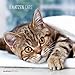 Katzen 2015 - Cats - Broschürenkalender (30 x 60 geöffnet) - Tierkalender by 