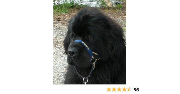 dogmatic headcollar amazon